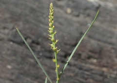 Stillingia linearifolia