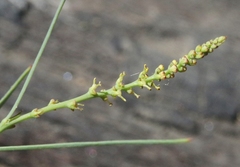 Stillingia linearifolia