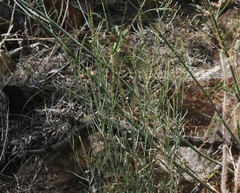 Stillingia linearifolia