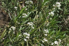 Eriodictyon trichocalyx