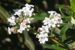 Eriodictyon trichocalyx