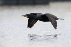 Double-Crested Cormorant photo 2