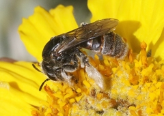 Xeralictus timberlakei