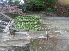 Caryota