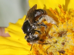 Xeralictus timberlakei