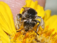 Xeralictus timberlakei