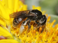 Xeralictus timberlakei