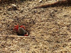 Cardisoma armatum