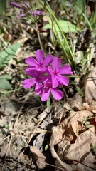 Phlox amoena