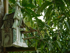 Anolis sagrei