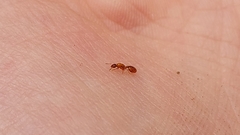 Solenopsis carolinensis