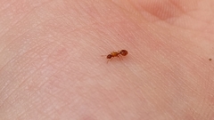 Solenopsis carolinensis