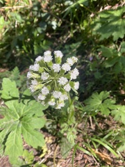 Petasites frigidus palmatus