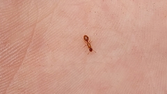 Solenopsis carolinensis