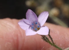 Saltugilia splendens