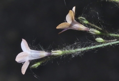 Saltugilia splendens