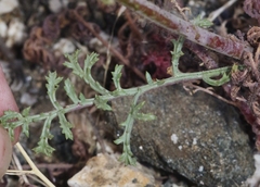 Saltugilia splendens