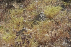 Chorizanthe brevicornu