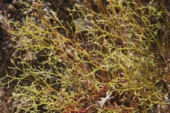 Chorizanthe brevicornu