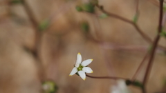 Nemacladus sigmoideus