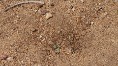 Nemacladus sigmoideus