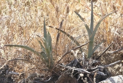 Hesperocallis undulata