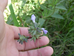 Salvia pallida