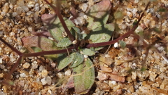 Nemacladus sigmoideus