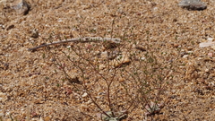 Nemacladus sigmoideus