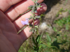 Salvia pallida