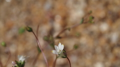 Nemacladus sigmoideus