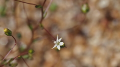 Nemacladus sigmoideus