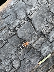 Phymatodes varius