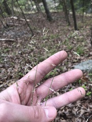 Poa cuspidata