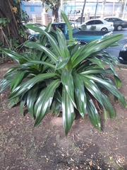 Liliopsida