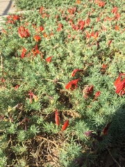 Lotus berthelotii