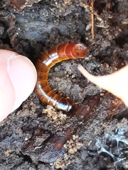 Meracantha contracta