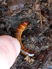 Meracantha contracta