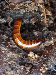 Meracantha contracta