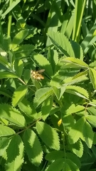 Diptera