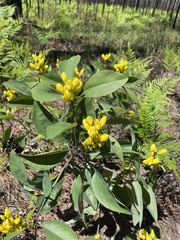 Baptisia lanceolata