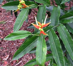 Heliconia aurantiaca