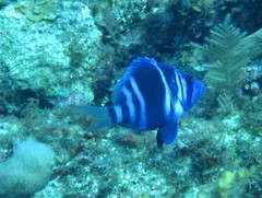 Hypoplectrus indigo
