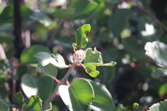 Rhus integrifolia × ovata