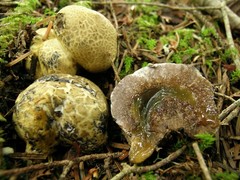 Heliogaster columellifer