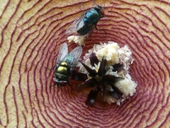 Calliphoridae