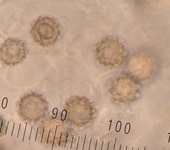 Heliogaster columellifer