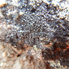 Rhizocarpon eupetraeum