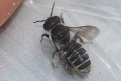 Megachile exilis