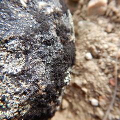 Pseudephebe pubescens